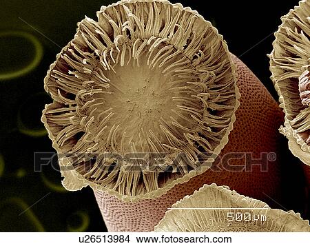 Egg of Wheel bug, Arilius sp SEM View Large Photo Image Picture - Egg of Wheel bug, Arilius sp SEM. Fotosearch