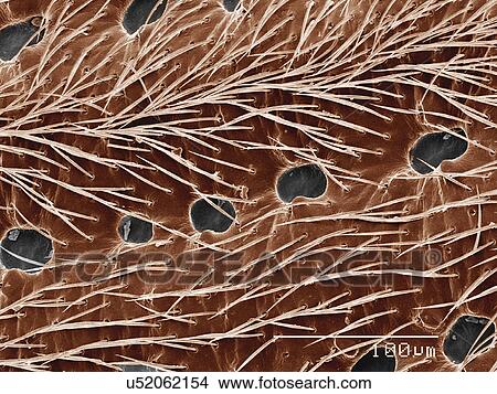 Picture - Elytra of Anobiidae beetle SEM. Fotosearch