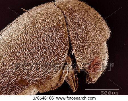 Stock Photograph - Elytra of Anobiidae beetle SEM. Fotosearch