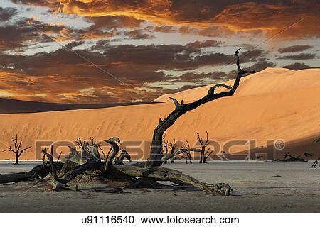 Fallen dead tree and sand dunes, Deaddvlei, Sossusvlei National Park, Namibia View Large Photo Image Stock Image - Fallen dead tree and sand dunes, Deaddvlei, Sossusvlei National Park, Namibia. Fotosearch