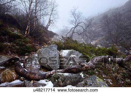 Fallen tree and rocks in mist near Lysefjord, Rogaland County, Norway View Large Photo Image Picture - Fallen tree and rocks in mist near Lysefjord, Rogaland County, Norway. Fotosearch