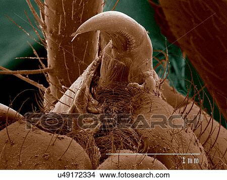 Picture - Fangs of Orb Weaver spider, Araneus sp SEM. Fotosearch