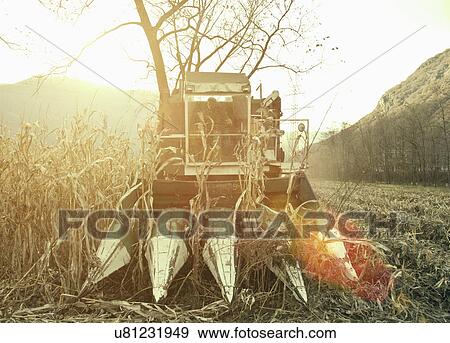 Stock Photo - Farmer driving harvester in sunlit field, Premosello, Verbania, Piemonte, Italy. Fotosearch