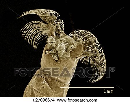Picture - Feeding fans of Black fly, Simuliidae SEM. Fotosearch