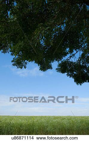 Picture - Field and foliage in summer. Fotosearch
