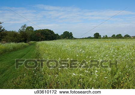 Stock Image - Field landscape with wildflowers and track. Fotosearch