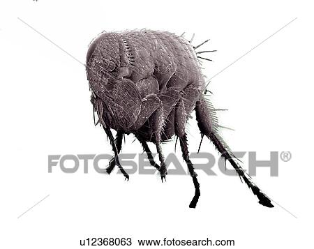 Stock Image - Flea, Siphonaptera SEM. Fotosearch