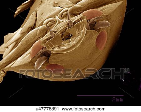 Stock Image - Four-eyed Whirligig beetle, Gyrinidae SEM. Fotosearch