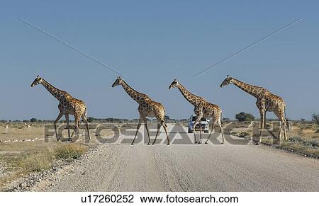 Stock Image - Four giraffes crossing road, Etosha National Park, Namibia. Fotosearch