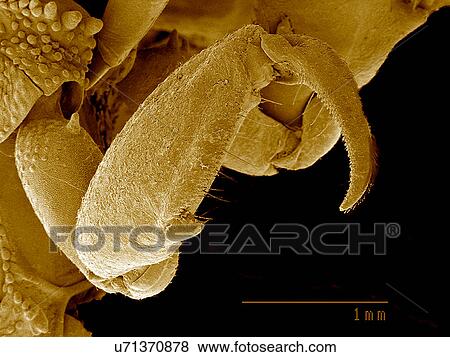 Front leg of Ambush bug SEM View Large Photo Image Stock Photo - Front leg of Ambush bug SEM. Fotosearch