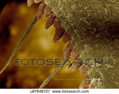 Stock Photo - Front leg of Ambush bug SEM. Fotosearch