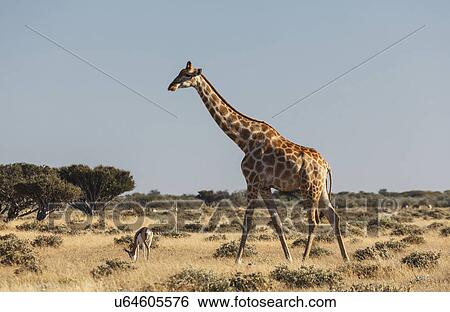 Gazelle and giraffe grazing on plains, Etosha National Park, Namibia View Large Photo Image Stock Photograph - Gazelle and giraffe grazing on plains, Etosha National Park, Namibia. Fotosearch