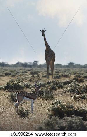 Picture - Gazelle and giraffe looking at each other, Etosha National Park, Namibia. Fotosearch