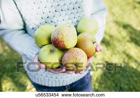 Picture - Girl holding homegrown apples in hands. Fotosearch