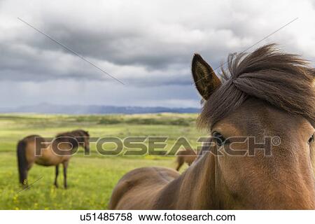 Stock Photo - Group of horses standing in field, Reykjavik, Iceland. Fotosearch