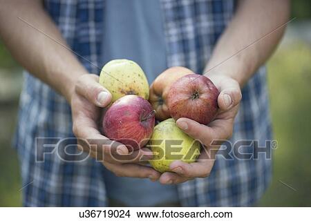 Picture - Hands of young male farmer holding apples, Premosello, Verbania, Piemonte, Italy. Fotosearch