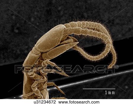 Stock Image - Head and fangs of centipede, Chilopoda SEM. Fotosearch