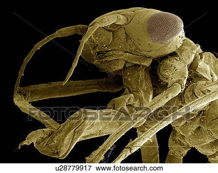 Stock Photo - Head and mask of Damselfly Naiad SEM. Fotosearch