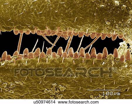 Picture - Head of Ambush bug SEM. Fotosearch