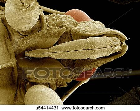 Head of Ambush bug SEM View Large Photo Image Stock Image - Head of Ambush bug SEM. Fotosearch