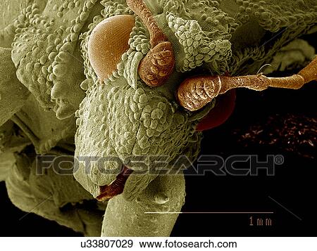 Head of Ambush bug SEM View Large Photo Image Stock Photo - Head of Ambush bug SEM. Fotosearch