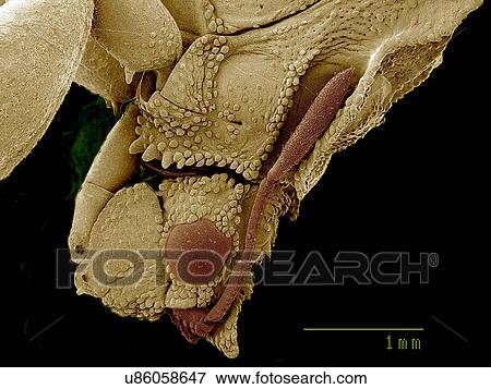 Stock Photo - Head of Ambush bug SEM. Fotosearch