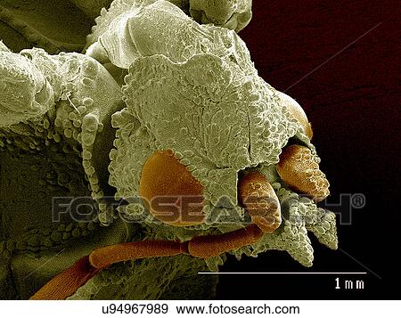 Head of Ambush bug SEM View Large Photo Image Stock Photo - Head of Ambush bug SEM. Fotosearch
