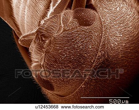 Head of Anobiidae beetle SEM View Large Photo Image Stock Photo - Head of Anobiidae beetle SEM. Fotosearch