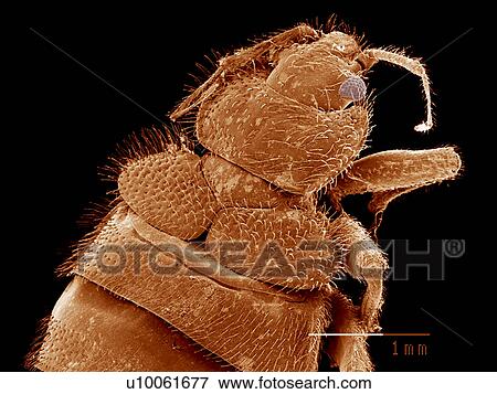 Stock Photo - Head of Bat bug, Cimex sp., Cimicidae SEM. Fotosearch