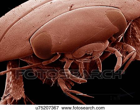 Stock Photo - Head of Diving beetle, Dytiscidae SEM. Fotosearch