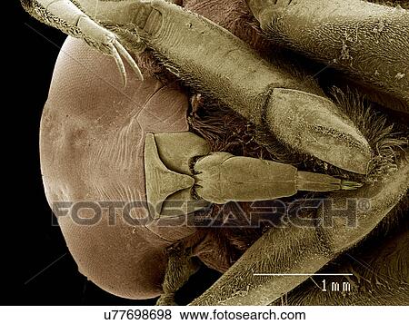 Stock Photo - Head of Notonectidae, Buenoa sp SEM. Fotosearch