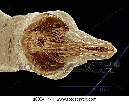 Stock Image - Head of Phantom Midge larva, Chaoboridae SEM. Fotosearch