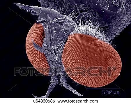 Stock Photography - Head of Robber fly, Asilidae SEM. Fotosearch