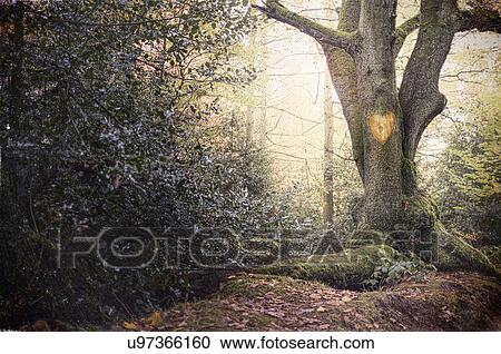 Stock Image - Heart shape carved into old tree in misty forest. Fotosearch