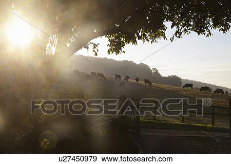 Herd of silhouetted cows grazing on hillside at sunrise View Large Photo Image Stock Photo - Herd of silhouetted cows grazing on hillside at sunrise. Fotosearch
