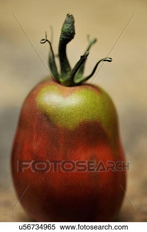 Stock Photography - Heritage tomato, close-up. Fotosearch