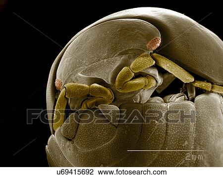 Isopoda rolled up in defensive position SEM View Large Photo Image Stock Image - Isopoda rolled up in defensive position SEM. Fotosearch