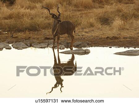 Stock Image - Kudu drinking at waterhole, Etosha National Park, Namibia. Fotosearch