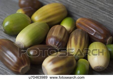 Large group of acorns View Large Photo Image Stock Photo - Large group of acorns. Fotosearch
