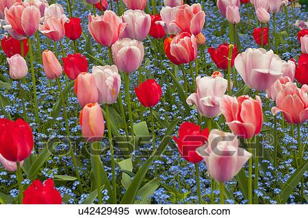 Large group of pink and red tulips View Large Photo Image Stock Photography - Large group of pink and red tulips. Fotosearch