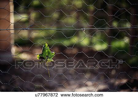 Stock Image - Leaf caught in wire fence on farm. Fotosearch