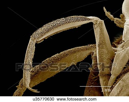 Legs of Notonectidae, Buenoa sp SEM View Large Photo Image Stock Image - Legs of Notonectidae, Buenoa sp SEM. Fotosearch