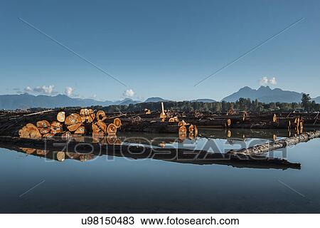 Logs floating in lake, Vancouver, British Columbia, Canada View Large Photo Image Stock Image - Logs floating in lake, Vancouver, British Columbia, Canada. Fotosearch