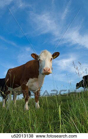 Stock Photo - Low angle portrait of a cow in field. Fotosearch