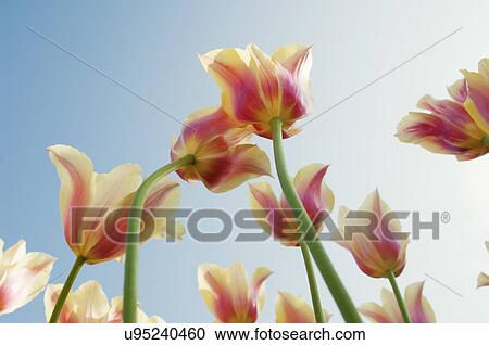 Stock Image - Low angle view of pink and yellow shaded tulips. Fotosearch