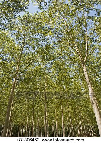 Stock Image - Low angle view of trees in forest. Fotosearch