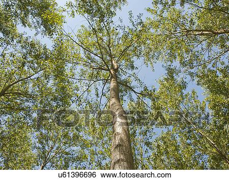 Stock Photograph - Low angle view of trees in forest. Fotosearch