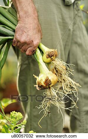 Man holding freshly picked onions, focus on hands View Large Photo Image Stock Image - Man holding freshly picked onions, focus on hands. Fotosearch