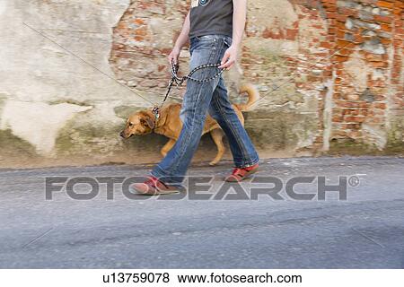 Man walking dog on street, Ghemme, Novara, Italy View Large Photo Image Stock Photo - Man walking dog on street, Ghemme, Novara, Italy. Fotosearch