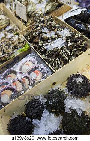 Market stall with shell fish and sea urchins, Mallorca, Spain View Large Photo Image Stock Image - Market stall with shell fish and sea urchins, Mallorca, Spain. Fotosearch
